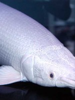 プラチナアリゲーターガー