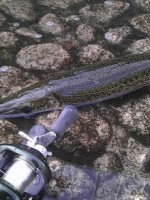 アリゲーターガー釣り