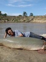 アリゲーターガー　画像