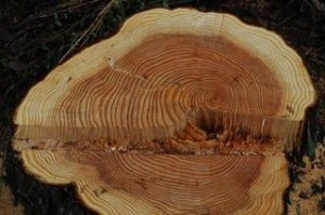 年輪　画像