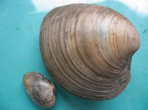 ホンビノス貝　画像
