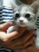 にゃーちゃん　画像