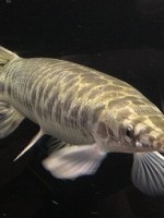 アリゲーターガー　画像