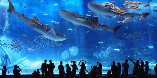 水族館　画像