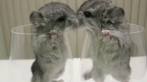 動物　ハムスター