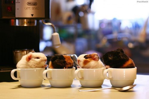 動物　ハムスター