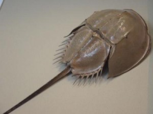 カブトガニ　画像