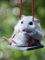 動物　ハムスター