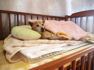 イヌ　ベッド　画像